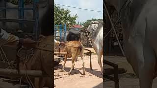 The cow's temperament is out again ត្រពាំងចក