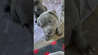 Sweet staffy puppy looking adorable and cute with her blue puppy dog eyes 🥰 #cutepuppy #cutepup