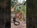 Giraffe Magpie Eagle And Two Snake #shorts #snake #eagle