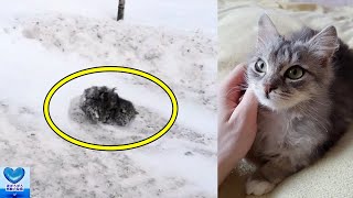 極寒の寒さの中、道路わきで雪に覆われた黒い物体の正体は子猫でした【感動】