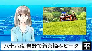 八十八夜 秦野で新茶摘みピーク　AIアナ・５月３日／神奈川新聞（カナロコ）