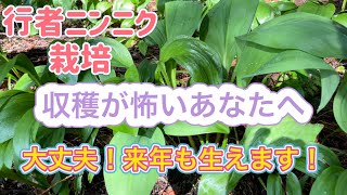 ［収穫後の行者ニンニク］収穫後はどうなってる？ホントに収穫しても大丈夫？行者ニンニク（アイヌネギ）栽培し収穫！長野県上伊那で栽培