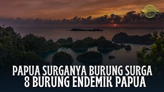 papua surganya burung endemik yang sangat langka ! 8 burung endemik papua