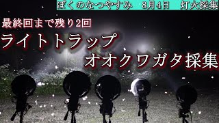 第11夜　オオクワガタ採集も残りわずか【ライトトラップ・昆虫採集】