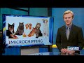 mandatory microchips how the new city ordinance may affect wichita pet owners