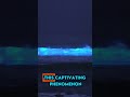 Nature's Light Show: Bioluminescent Wonders of the Deep #shorts