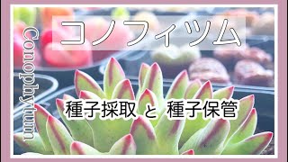 ▷002 【コノフィツム】休眠前にやっておきたい事。種とりと種の保管。