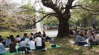 お花見散歩　代々木公園　2023/4/1 72