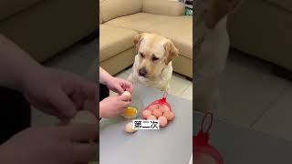 Breaking 🥚Eggs On The Head Of Dog #shorts #viralshorts #dog #viral #animals #egg #breaking