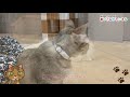 【ネコビル】保護猫カフェ ネコリパブリック cat cafe in japan