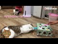 【ネコビル】保護猫カフェ ネコリパブリック cat cafe in japan