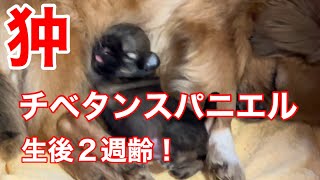 【玉勝間荘】狆とチベタンスパニエルの赤ちゃんを見てください