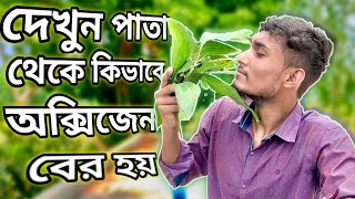 গাছ থেকে কিভাবে অক্সিজেন বের হয়।। অসাধারণ Experiment।। Saeem.