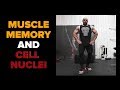 How Muscle Memory Works: Addition of Cell Nuclei