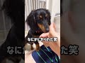 【炭酸水】性懲りもなく、また繰り返す、、 shorts 犬 dog