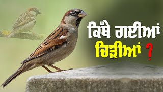 ਕਿੱਥੇ ਗਈਆਂ ਚਿੜੀਆਂ ? Where did the sparrows go? | Sparrows Special Story