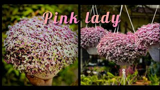 #pinklady#callisiarepence                                ഒരു തൂമ്പ് മതി പിങ്ക് ലേഡി കാട് പോലെ വളരാൻ