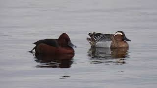 Ferruginous Duck, Moretta tabaccata (Aythya nyroca) Garganey, Marzaiola (Anas querquedula)