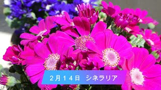 ２月１４日（今日は何の日、脳トレ、今日の誕生花）