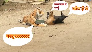 Wow Nice 2 Dogs Pranks!!!  Fake Tiger Prank Dog Very Funny Dog Try To Stop Laugh Challenge