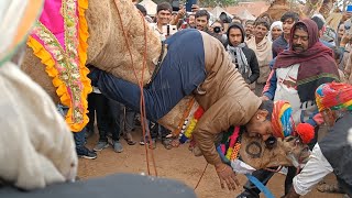 Nagaur cattle fair ऊंट प्रतियोगिता हैरतअंगेज करतब,5 लाख का ऊँट🐪  Nagaur Pashu Mela 2023