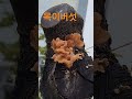 자연산 목이버섯 비맞아띵띵불은 목이버섯을 보니 황홀합니다 ㅋㅋ shorts 황홀한고백 장민호