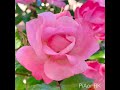 Beautiful Pink Roses! ดอกกุหลาบสีชมพูแสนสวย