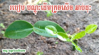 របៀប បណ្តុះដើម ក្រូចសើច ឆាប់ដុះ - How to growing kaffir lime from cutting