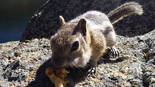 Up-Close Curious Chipmunk