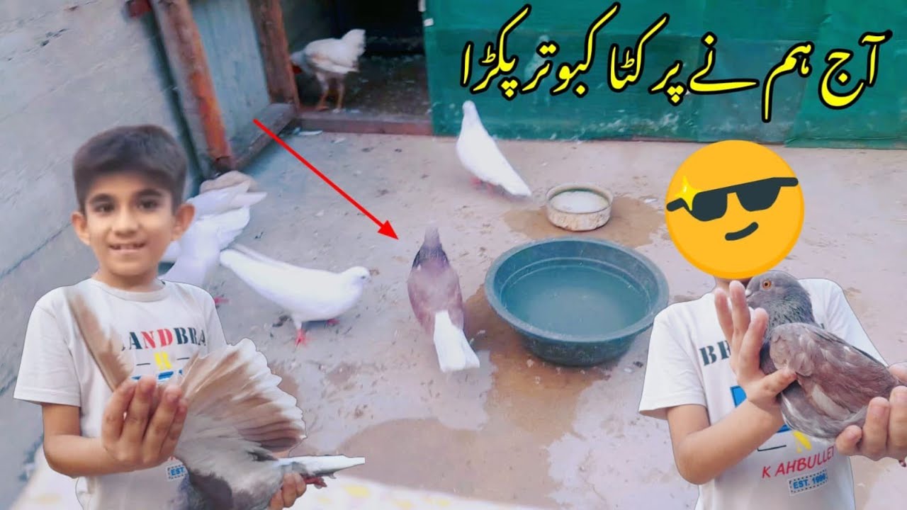 Aaj Kabootar Pakra Par Cuta Karachi Main Dihat Youtube