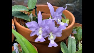 Cattleya nobilior Collection Update