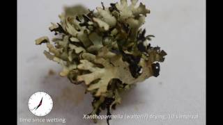 lichen 04