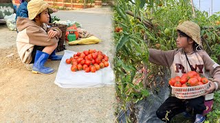 Poor girl harvests tomatoes, sells tomatoes on the roadside waiting for passersby