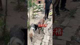 马犬黑豹 护卫犬  谁的二哈丢了老是喜欢咬手扑人，已经被黑豹打了快来领走吧