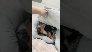 掃除機の音に隠れる犬が可愛い#カニンヘンダックス#犬のいる暮らし