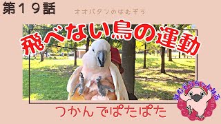 飛べない鳥は幸せかなぁ。パタパタ運動はむ公園◆#１９◆羽夢蔵◆はむぞうちゃんねる◆Moluccan Cockatoo◆