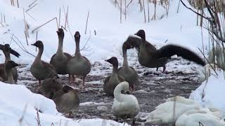 オオヒシクイの飛び立ち～2019年1月27日早朝の福島潟