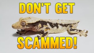 How To Deal With Bad Reptile Buyers!