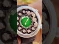 este reloj lleva una serpiente adentro shorts