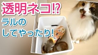 ﾐｰｱｷｬｯﾄ\u0026ﾒｲﾝｸｰﾝ　ヒメちゃん透明ネコの巻‥からの ラルのしてやったり (ΦvΦ)ぅひひ