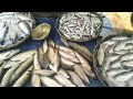 অসময়ে ইলিশ মাছের ছড়াছড়ি। untimely hilsa fish spread.