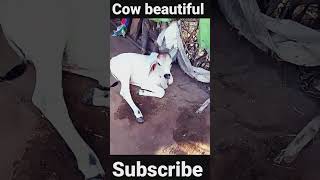 Jay gaumataji COW beautiful #cow #trending #viral #shorts