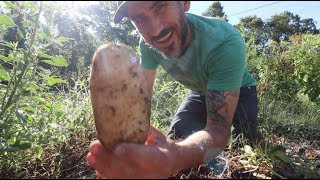 20 lbs. of Potatoes \u0026 one Poisonous Caterpillar