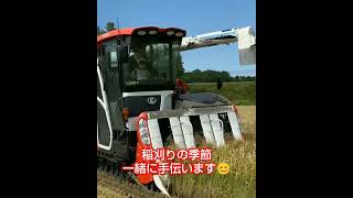 ついに稲刈りの季節がやってきました！！🎥動画提供🎥株式会社やの農園さん。（カット、BGM編集済み）#稲刈り #農業機械 #田んぼ #農家 #農業女子 #農girl農life