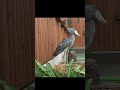 屋根から飛んでファンサービス🌺flying★ハシビロコウふたば🌱★shoebill futaba