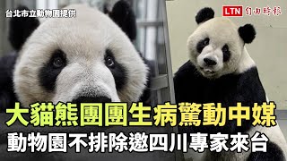 大貓熊團團生病驚動中媒 動物園不排除邀四川專家來台（台北市立動物園提供）