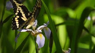 Giant Swallowtail Butterfly