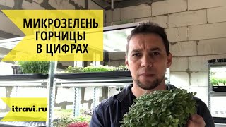 Николай GreenMan: экономика и технология проращивания микрозелени горчицы белой для itravi.ru