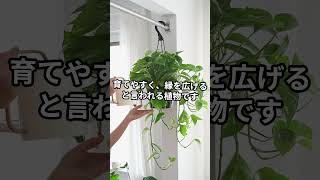 2024年の運気を変える！年始に飾りたい観葉植物BEST5　#short #shorts