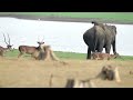 kabini in focus a film by prajwal km evolve back kuruba safari lodge